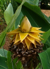 Golden Lotus Banana, Chinese Yellow Banana, Musella lasiocarpa, Ensete lasiocarpum